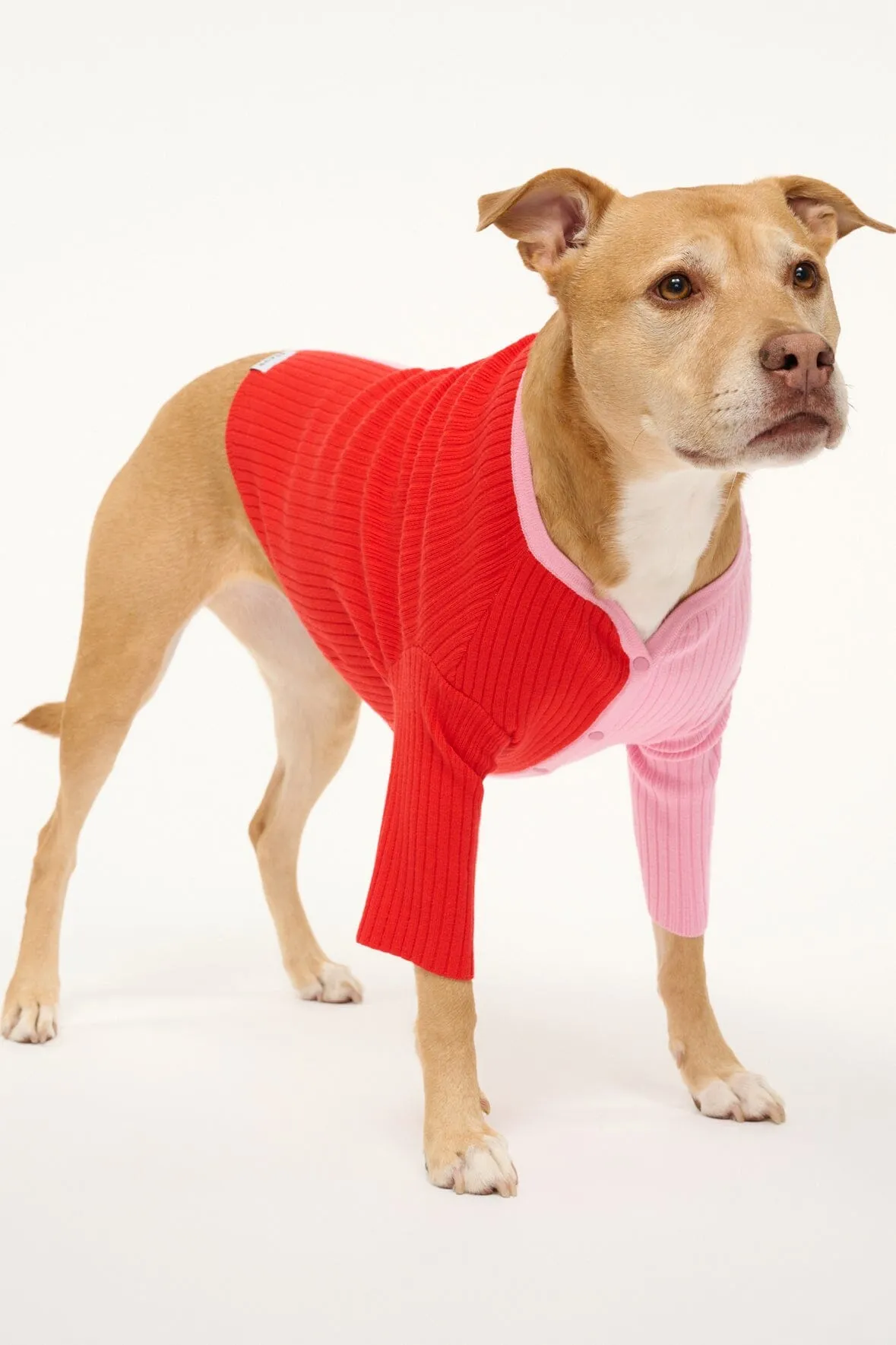 PET SHOKO SWEATER | POPPY ROSEBUD