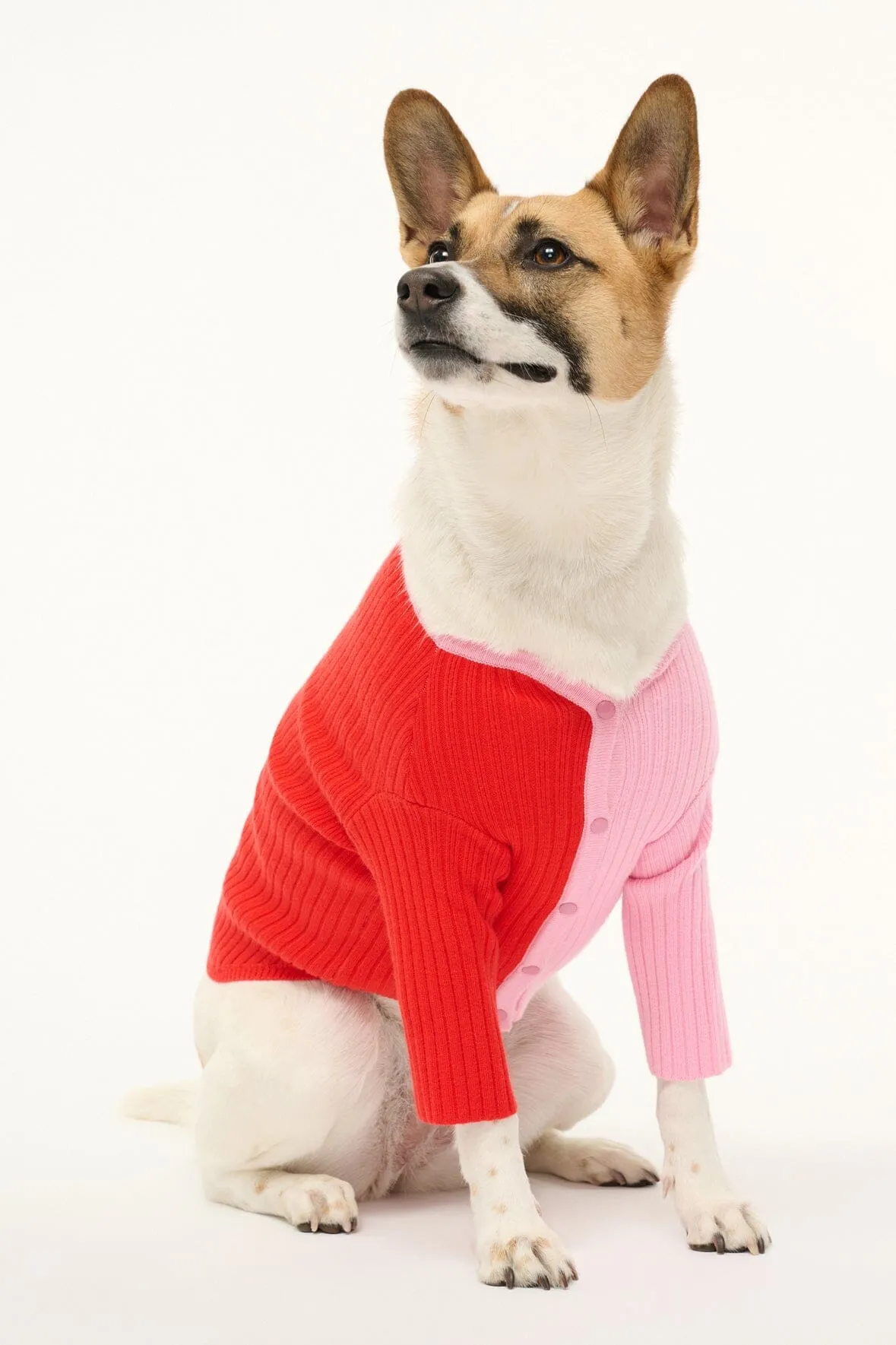 PET SHOKO SWEATER | POPPY ROSEBUD